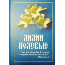 Лилия полевая